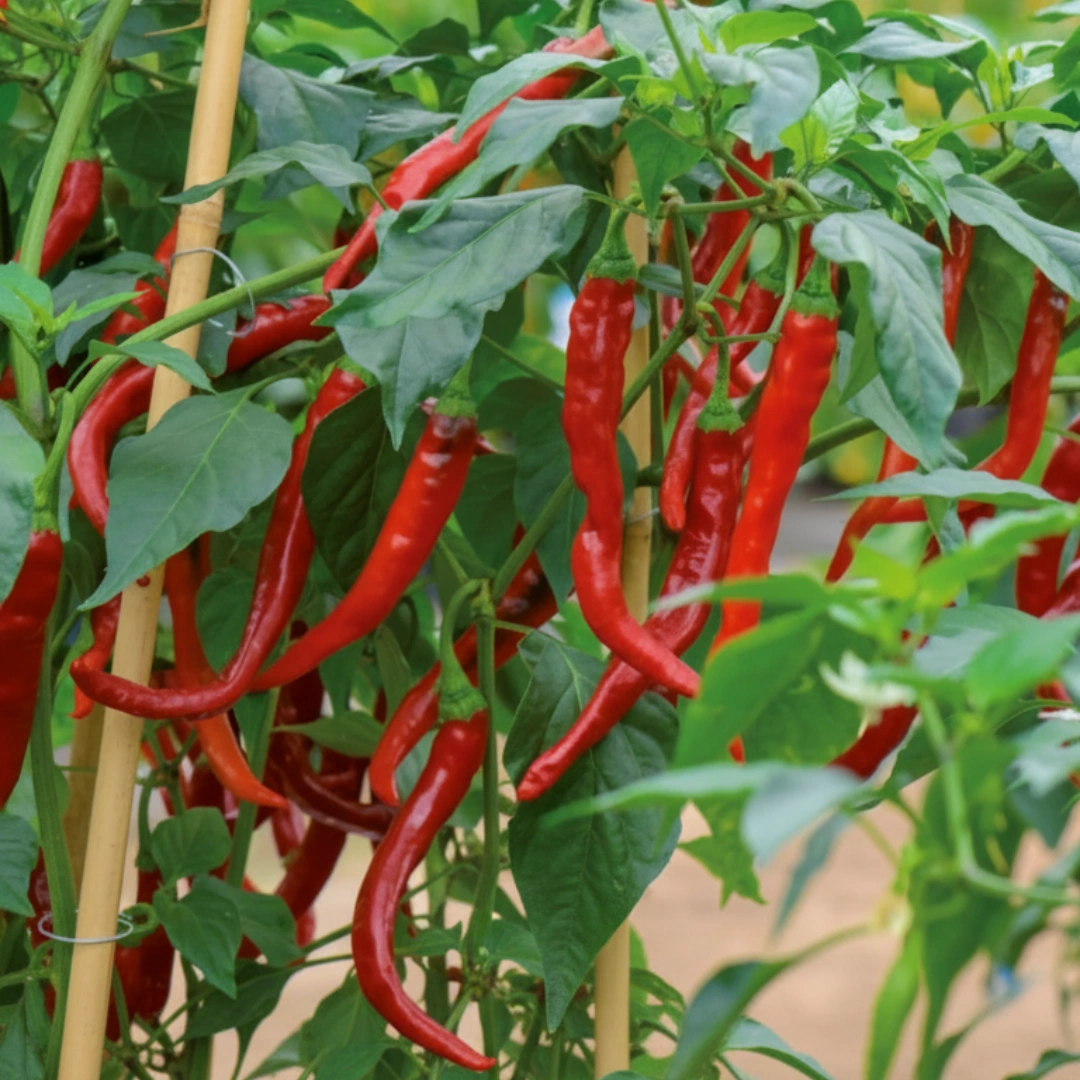 Chili De Cayenne – schlanke rote Cayenne-Schoten