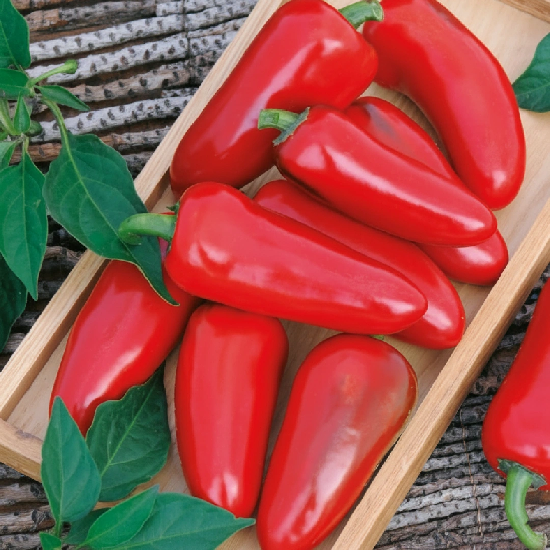 Chili Jalapeño M – fleischige grüne Jalapeño-Schoten