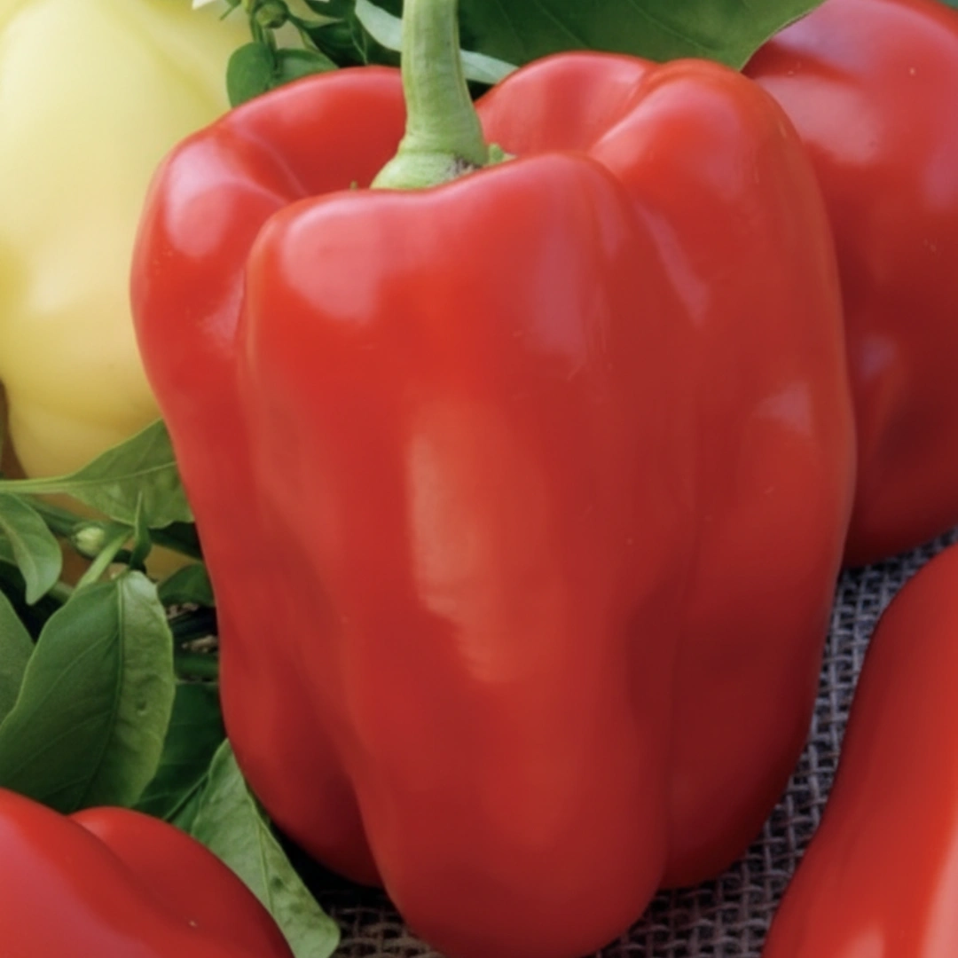 Paprika Rubika H – dickwandige dunkelrote Blockpaprika