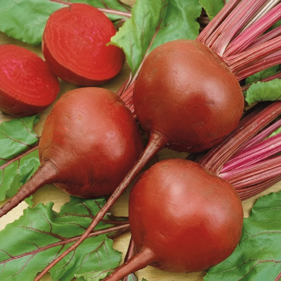 Rote Bete Bona – runde dunkelrote Knollen