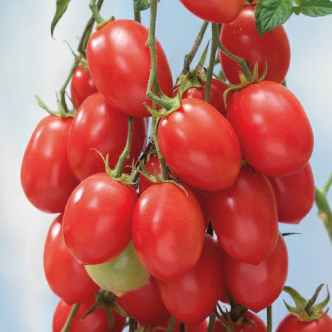 Tomate Malinowy Kapturek – himbeerrosa Cherrytomaten an langen Rispen
