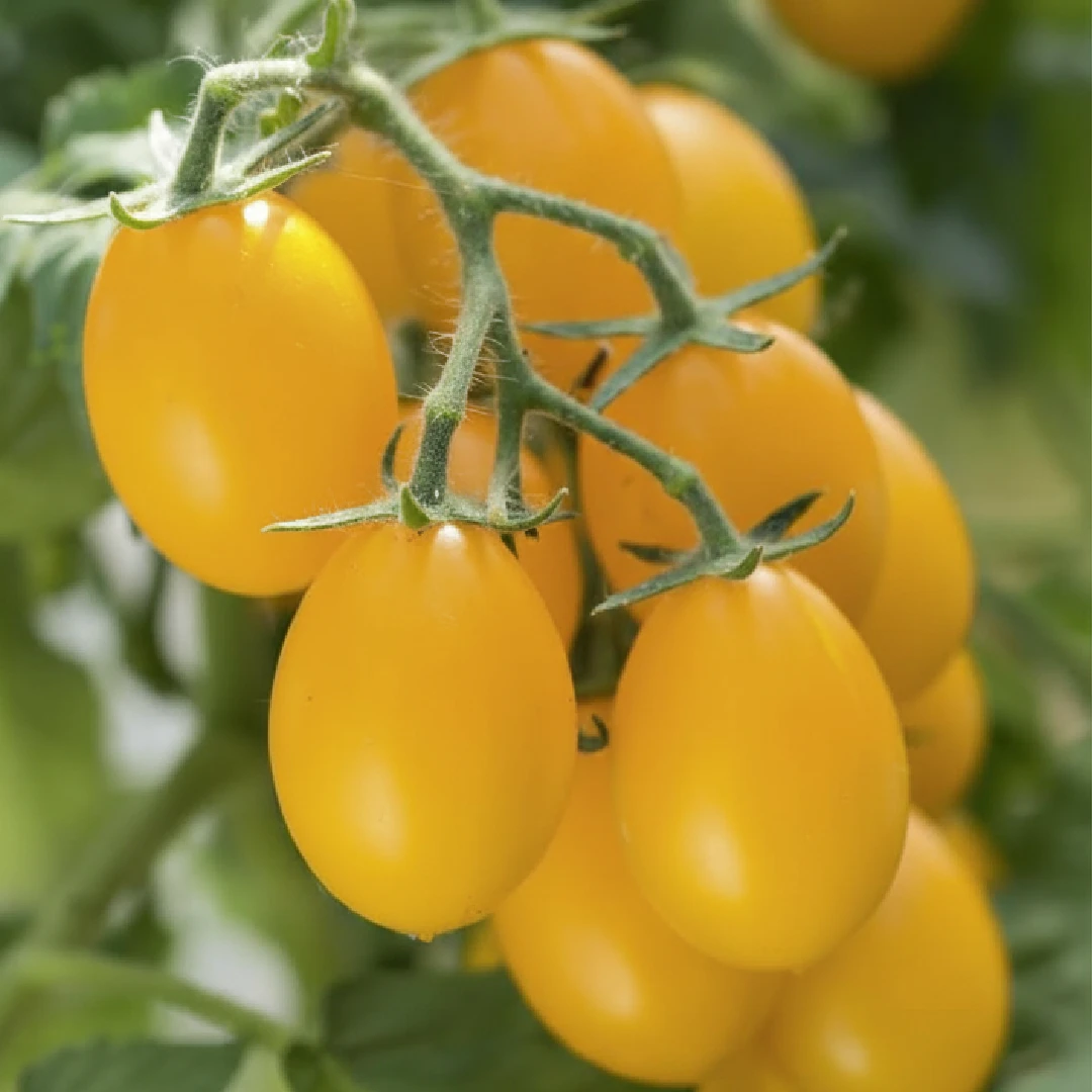 Tomate Peardrops – gelbe birnenförmige Cherrytomaten für den Hängekorb