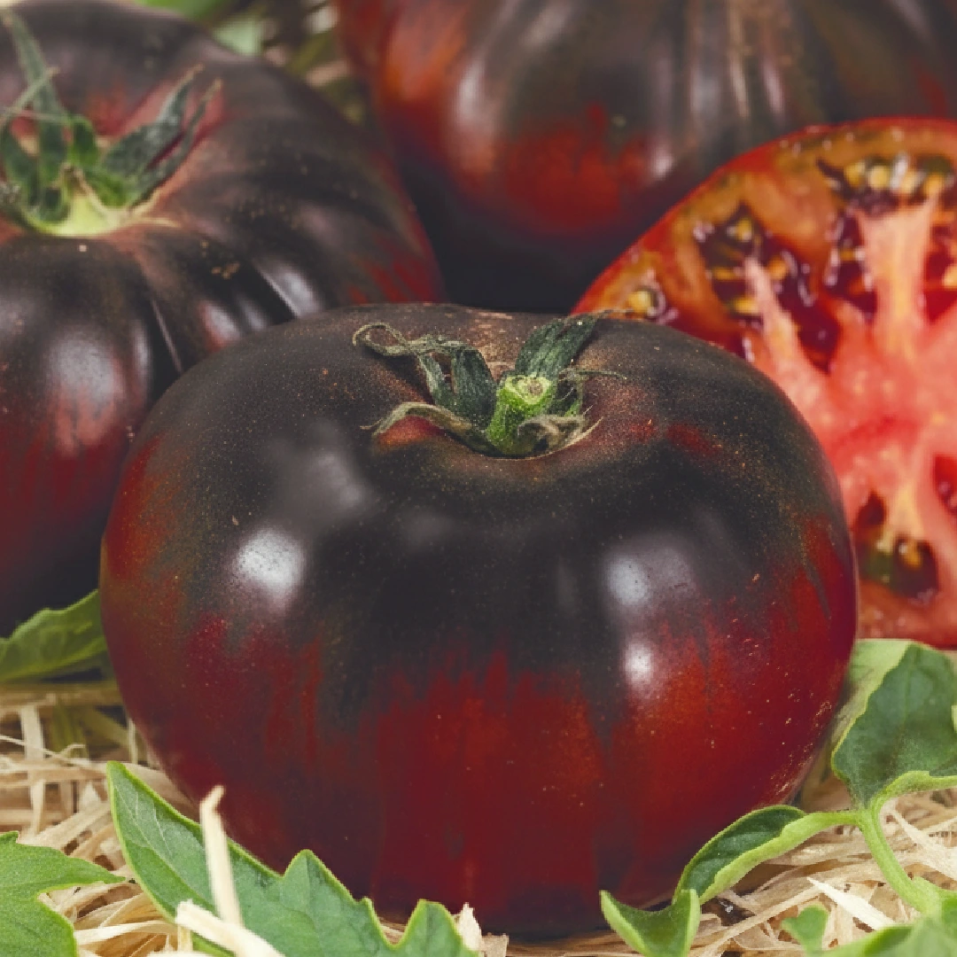 Tomate Schwarzer Prinz – dunkelrote sibirische Traditionssorte