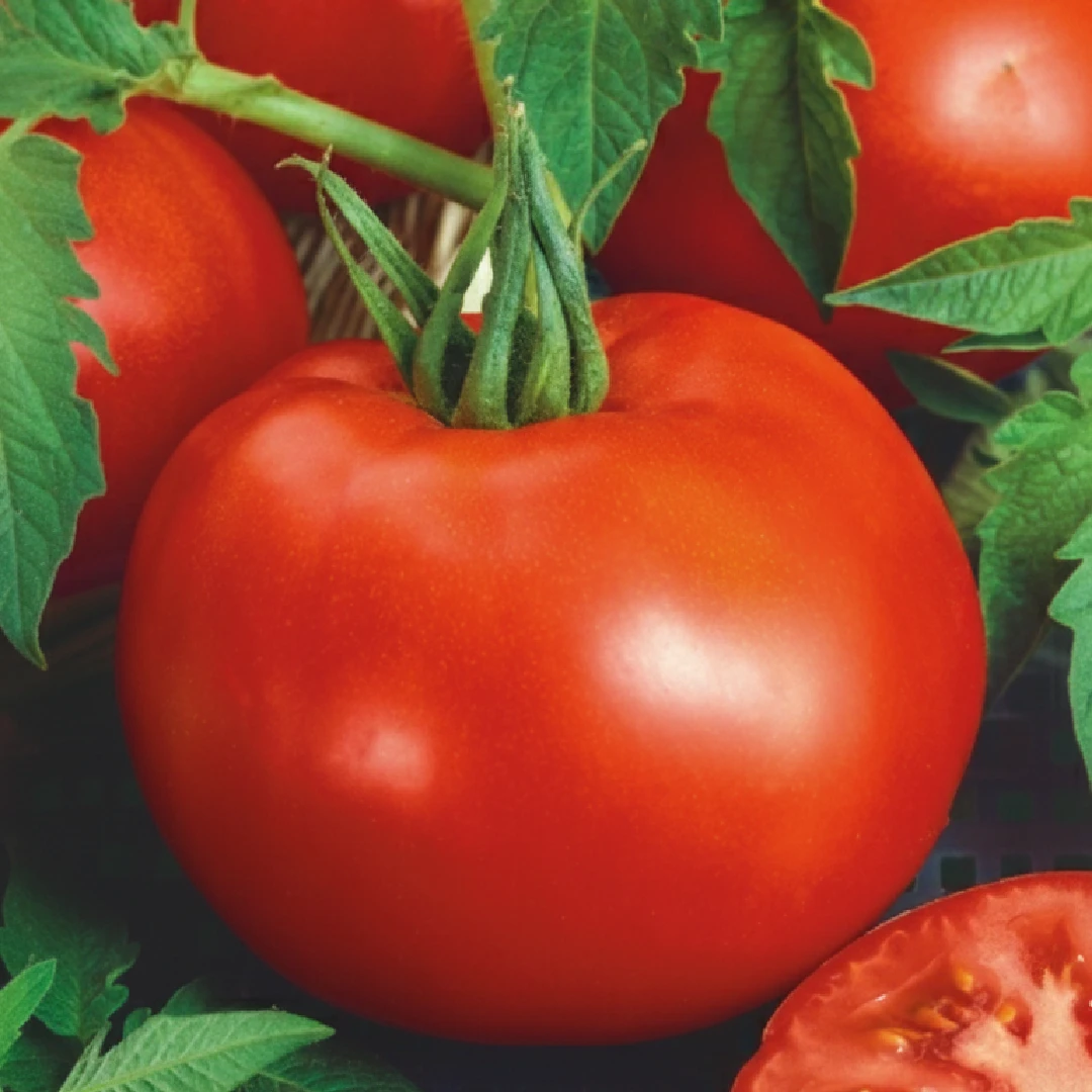 Tomate Tolstoi H – tiefrote Rispentomaten