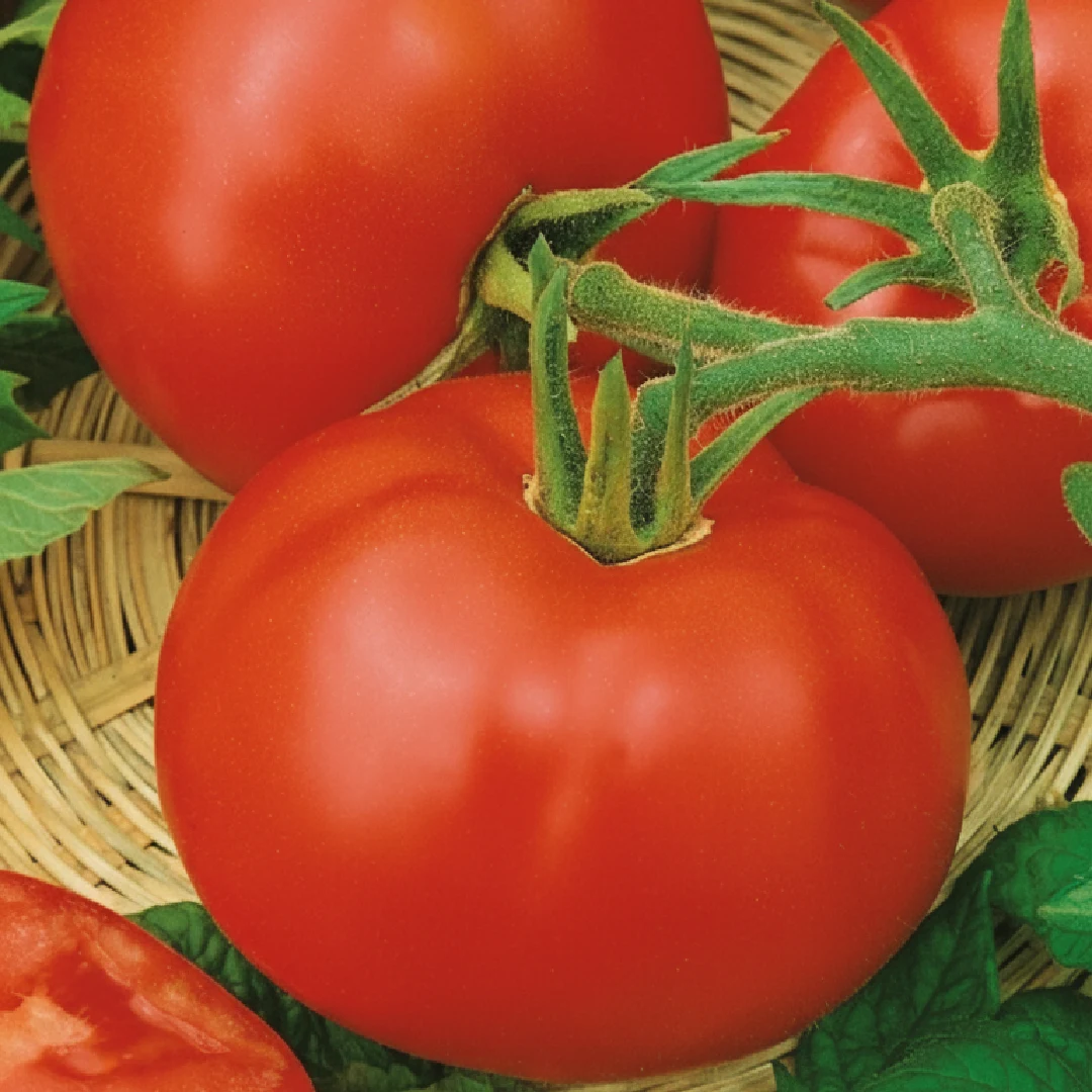 Tomate Uragan H – platzfeste rote Freilandtomaten
