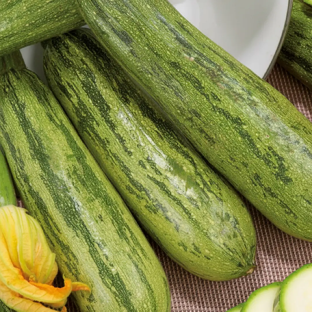 Zucchini Nimba – hellgrüne, gleichmäßige Zucchinifrüchte
