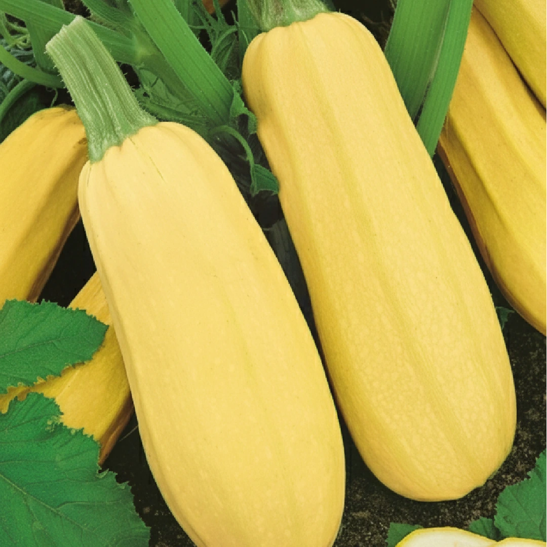 Zucchini Złoty Cepelin – leuchtend gelbe Zucchinifrüchte